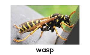 wasp picture card