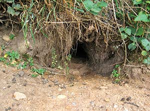 rabbit burrow entrance