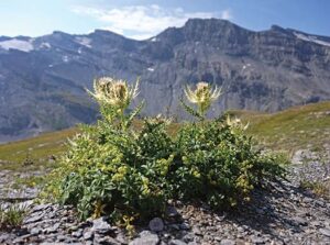 Wild flowers growing on a mountain