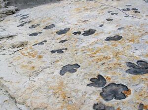 dinosaur tracks