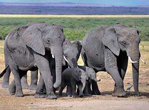 Elephants walking