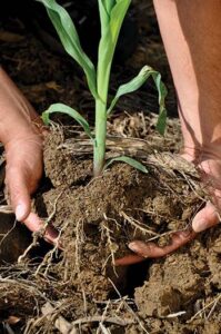 plant roots in soil