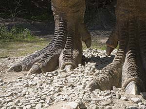 feet of dinosaurs