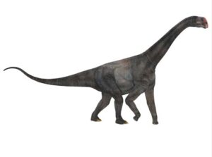 Dinosaur with a long tail - Brontomerus