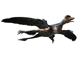 Microraptor