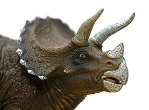 Triceratops