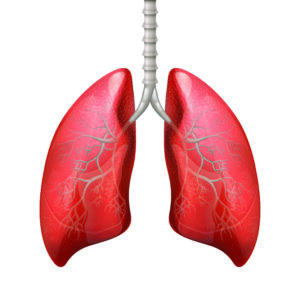 Lungs