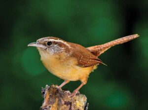 a picture of a small bird