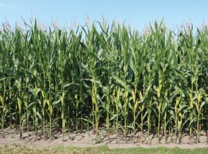 corn field