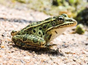 A picture of a green frog with spots