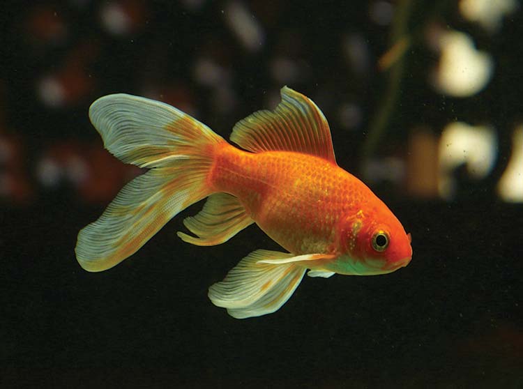 a picture of a goldfish