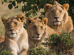 lion family