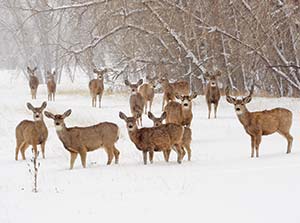 mule deer herd