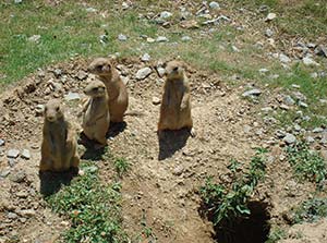 prairie dogs