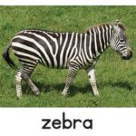 Zebra