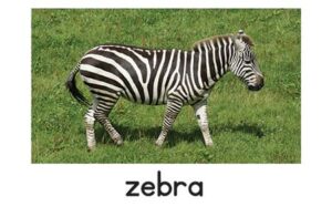 Zebra