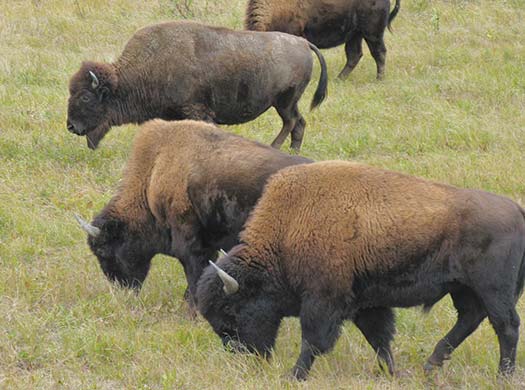 bison grazing