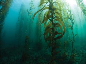 A picture of a kelp forest